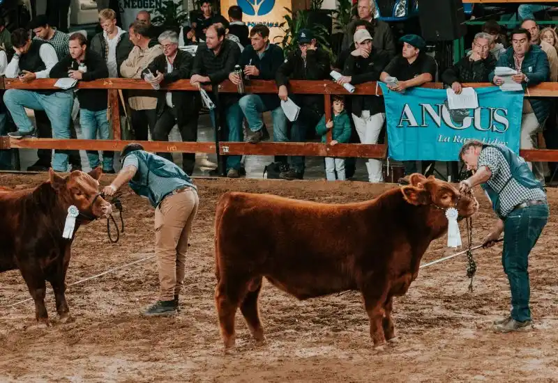 Los Angus tienen su fiesta en La Rural: destacan el nivel de los ejemplares de la Expo 81