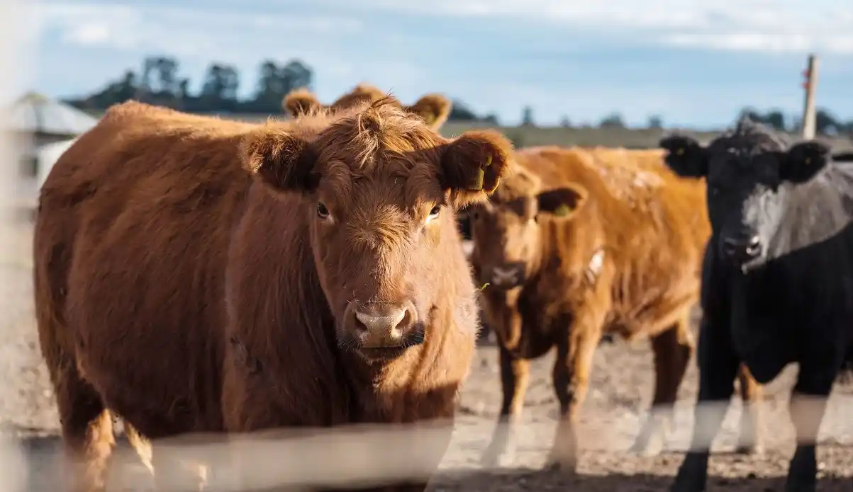 Están vigentes las nuevas disposiciones para la renovación de marcas y señales
