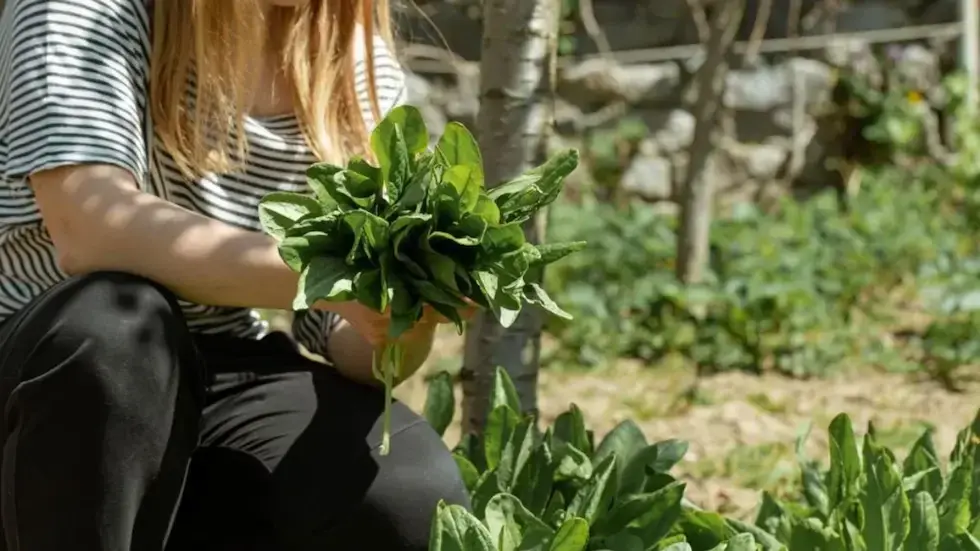 3 verduras para tu huerta de noviembre: cuáles son y cuál es el tiempo de cosecha