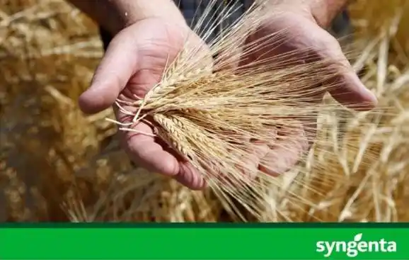 Tres Arroyos: VII Jornada Técnica sobre Cultivo de Cebada 2013 organizada por Syngenta y Maltería Quilmes