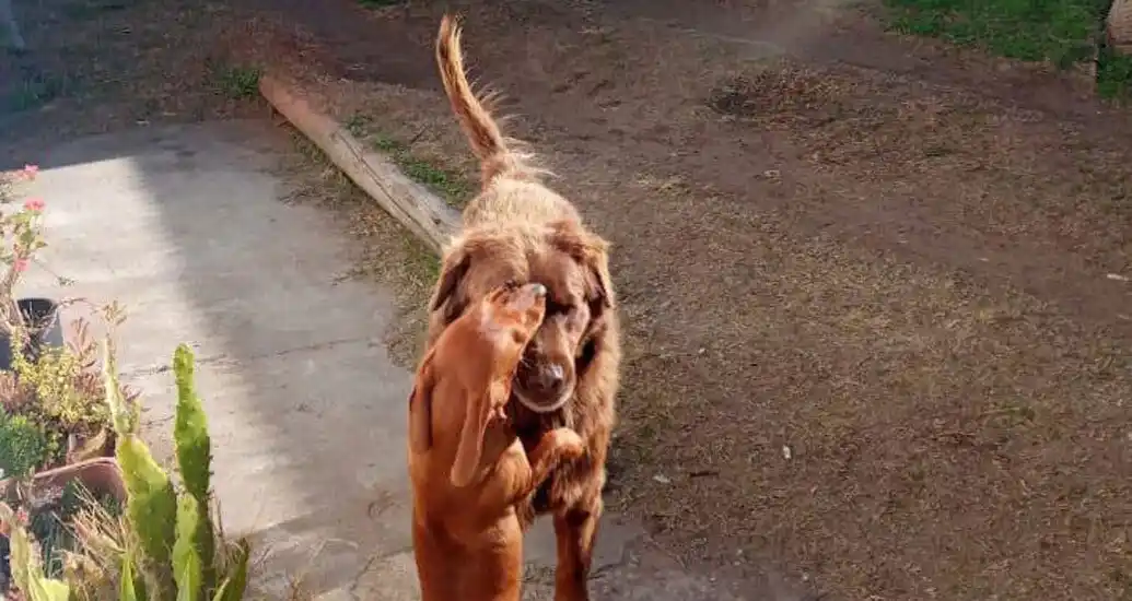 Simón no soportó los fuegos artificiales