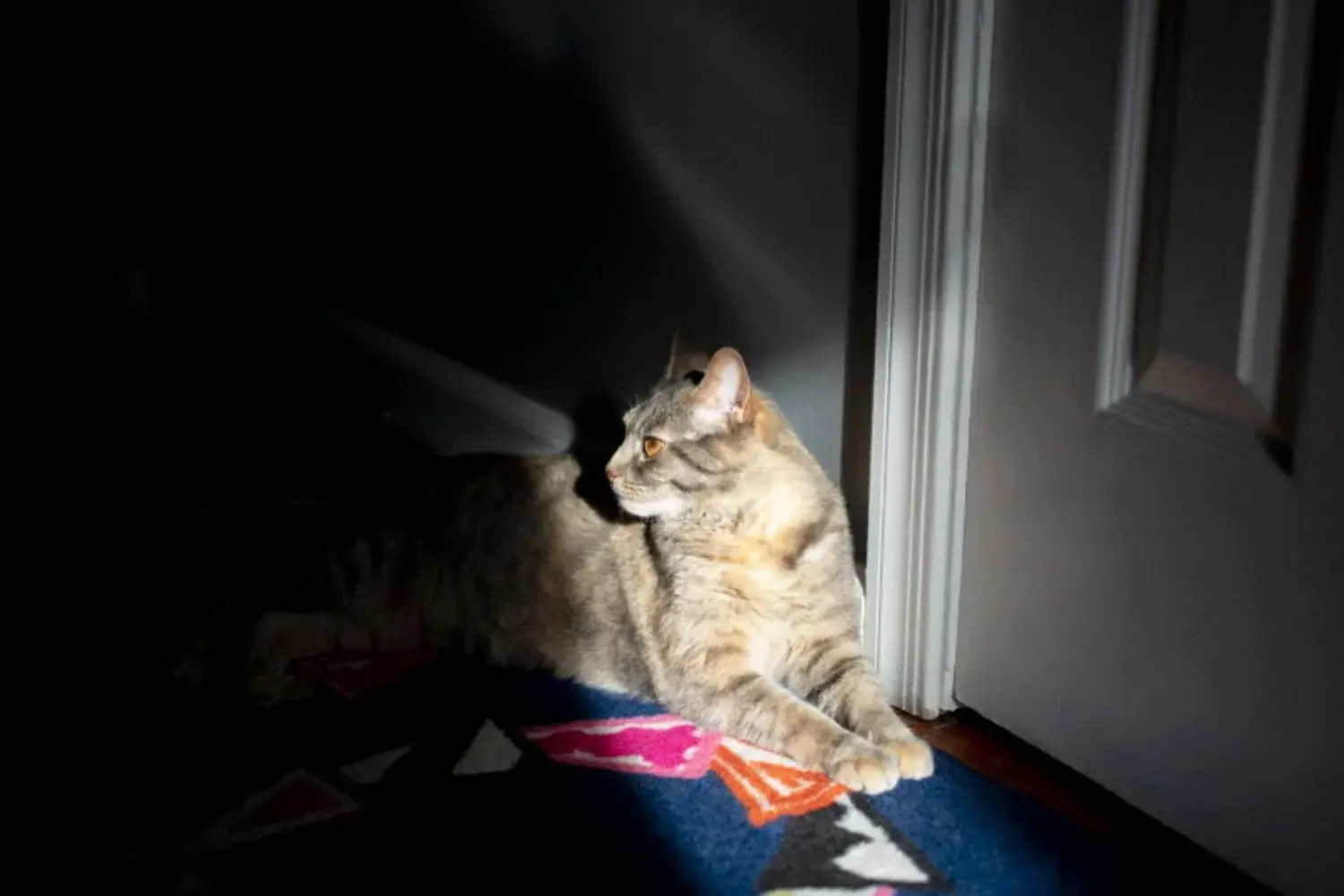 ¿Por qué los gatos maúllan frente a una puerta cerrada, según los veterinarios?