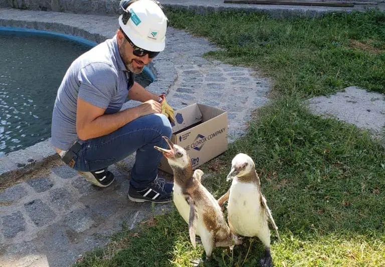 Rescate de un pingüino en Puerto Quequén