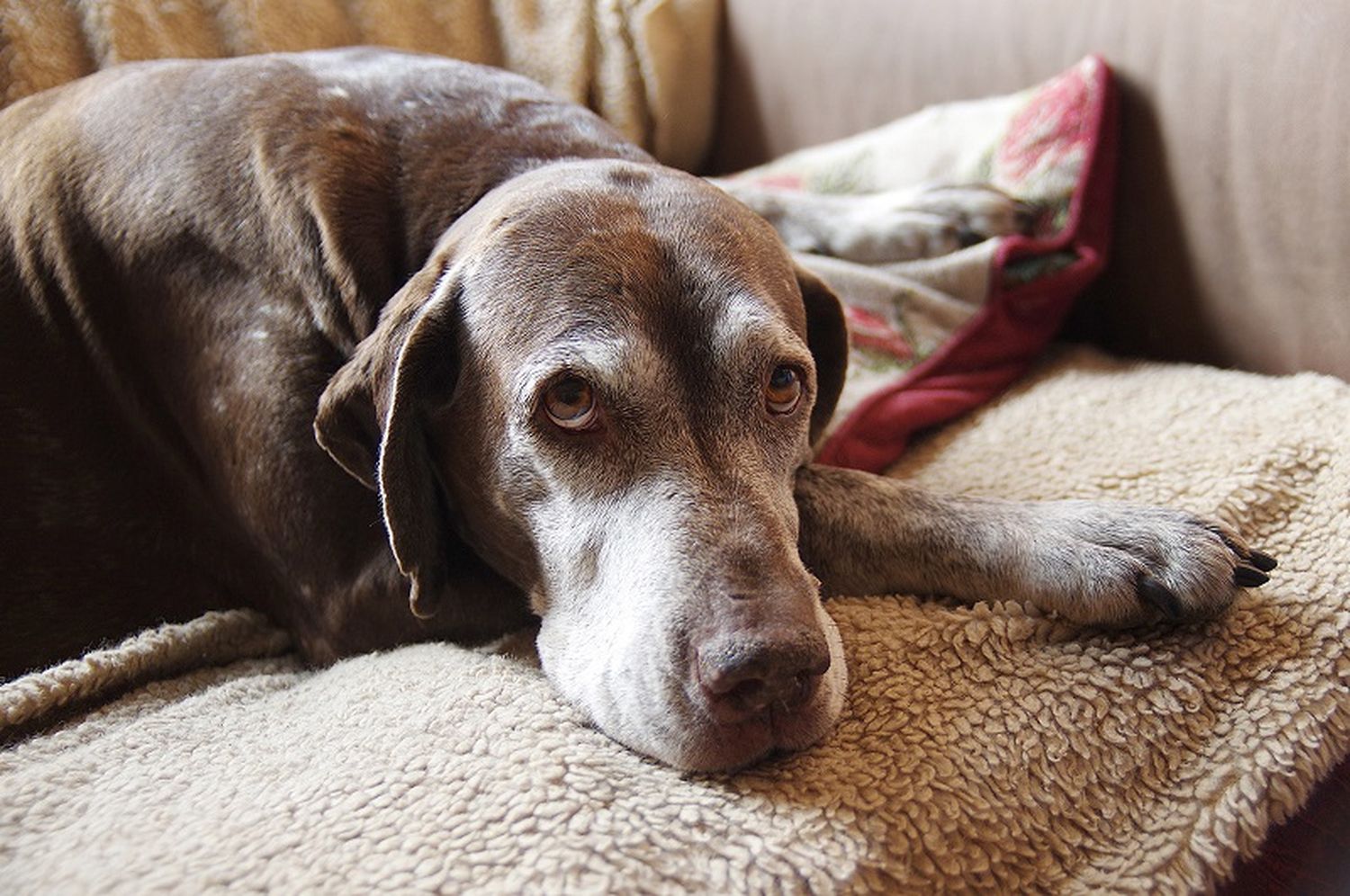 Cómo proteger de los estruendos a las mascotas