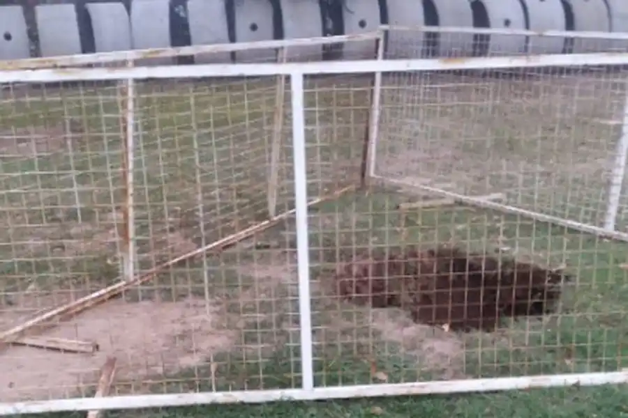 Una directora de una escuela se cayó en un pozo negro: se acercó a inspeccionar “un huequito” y el piso cedió.