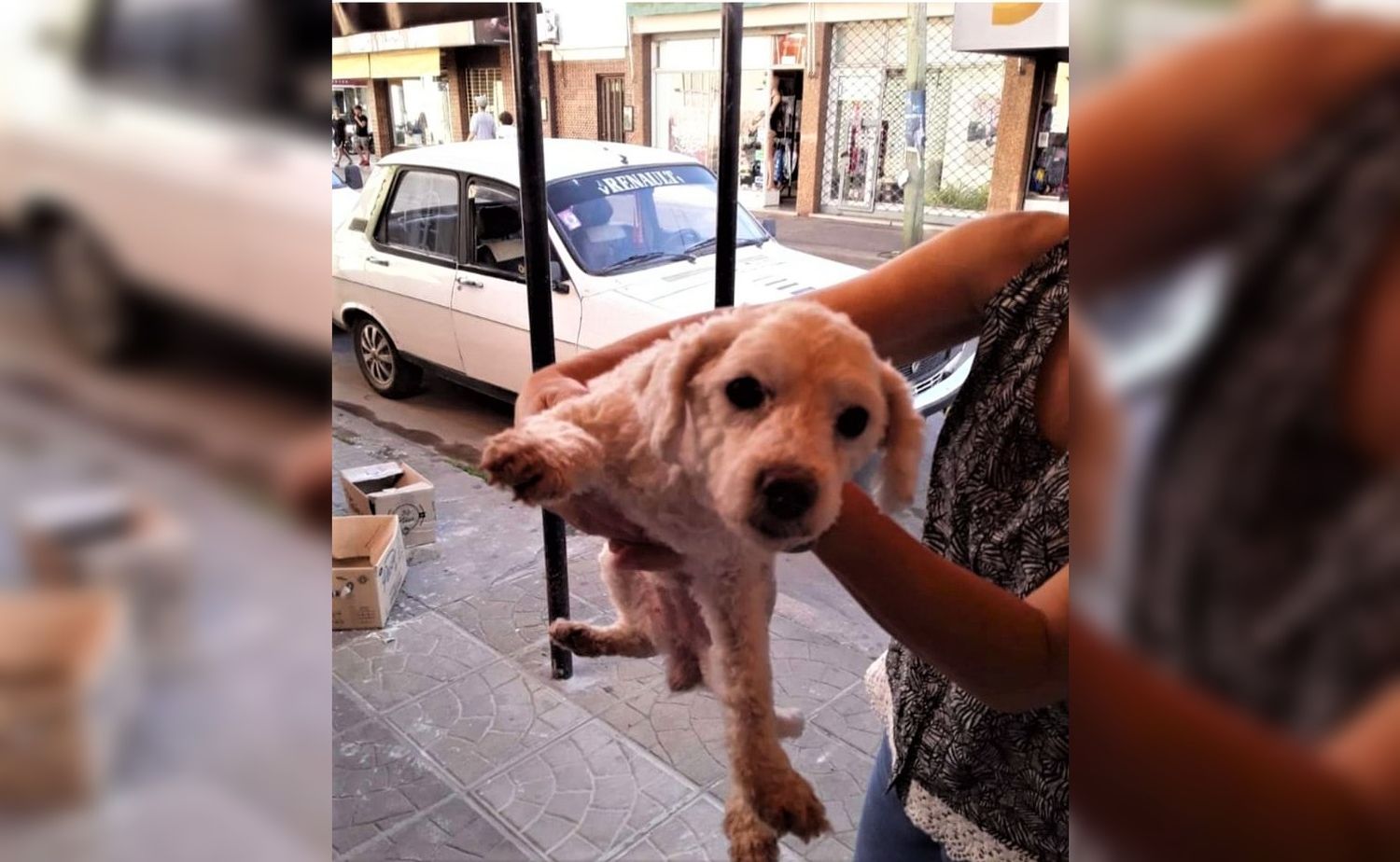 Buscan a la perrita Lizzi