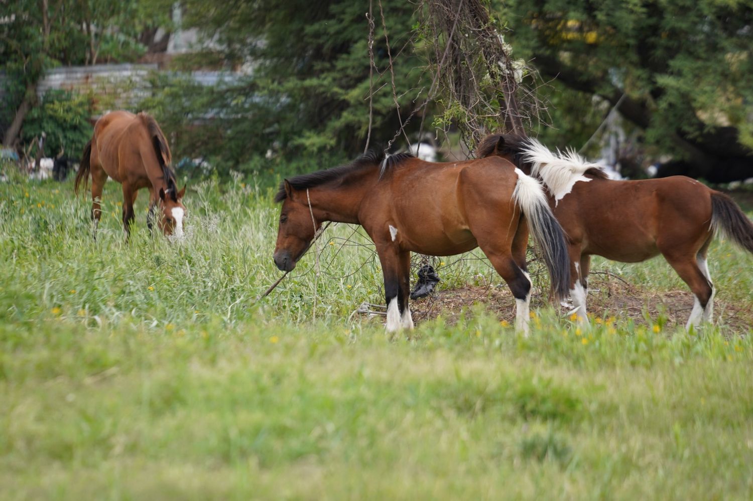 Tener un caballo significa comprometerse con el cuidado del animal y de la comunidad