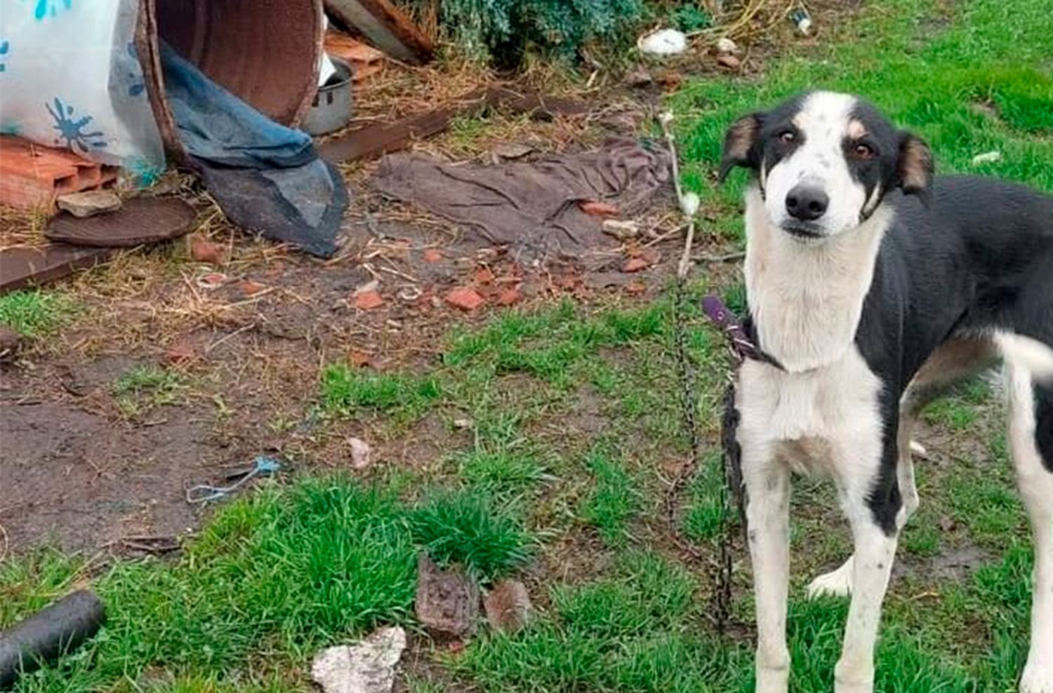 La importancia del tránsito y adopción de animales en Mar del Plata