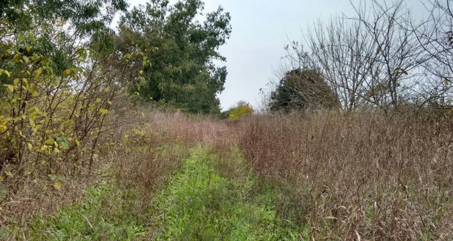 Particulares acondicionan camino rural que quedó tapado por vegetación