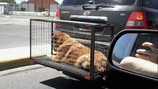 Sancionarán a quienes transporten animales en jaulas amarradas al auto