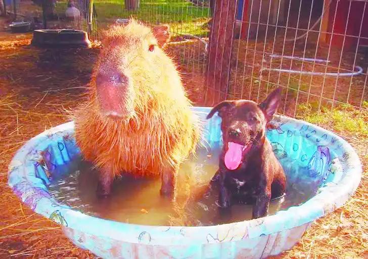 ¿Cualquier animal puede ser una mascota?