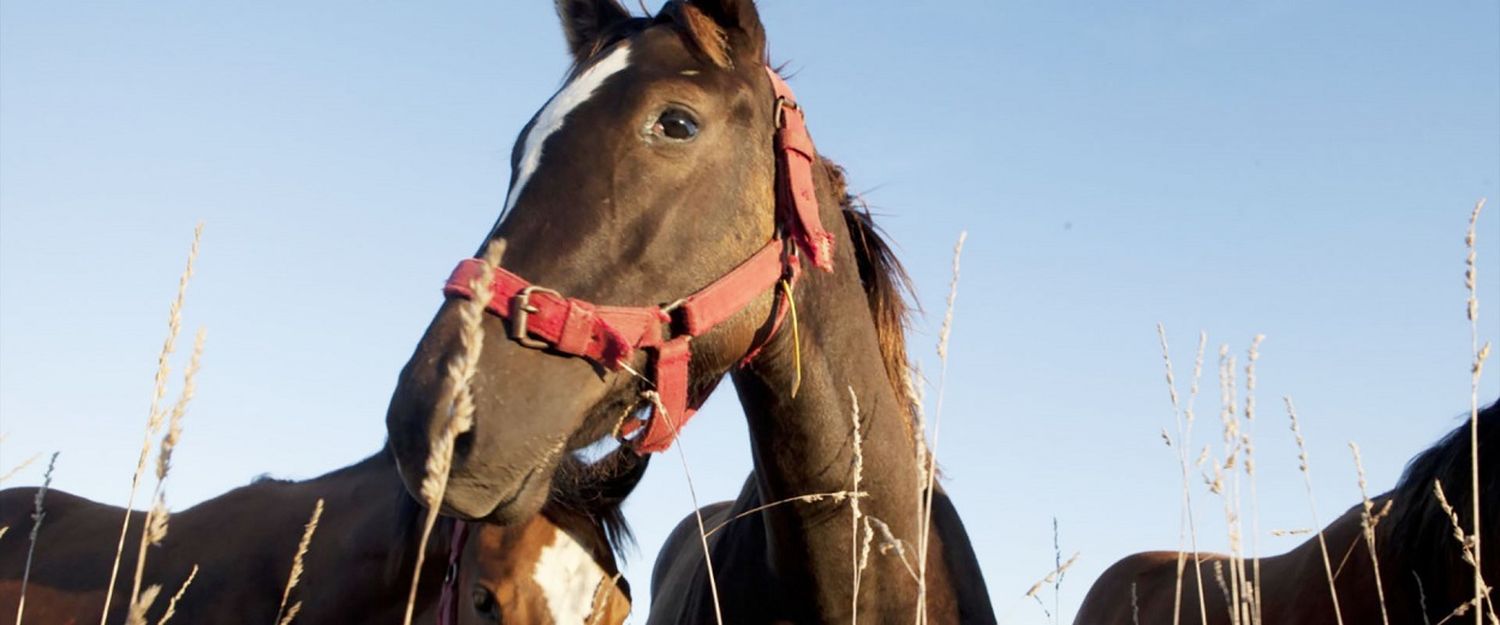 Equinos del festival deberán estar vacunados contra encefalomielitis