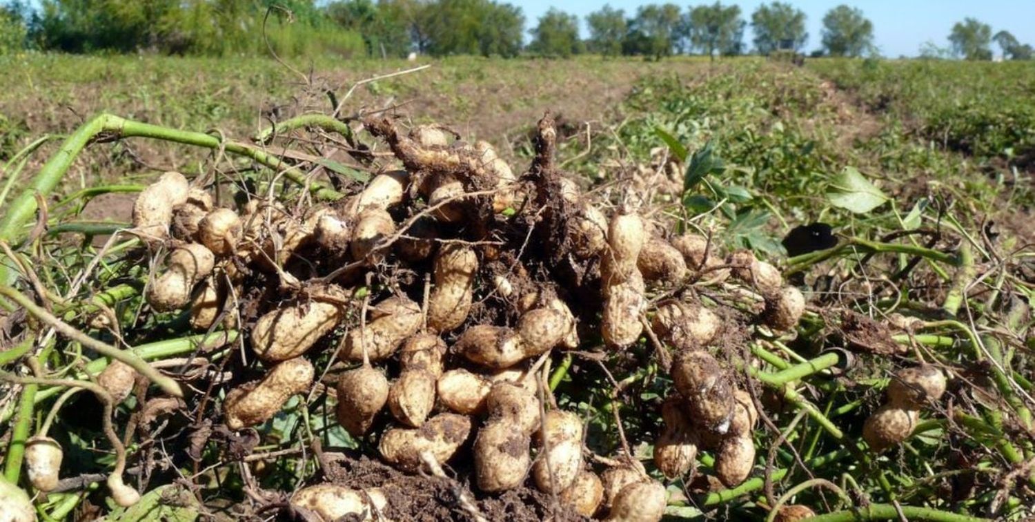 Fueron beneficadas 348 posiciones arancelarias, entre las que se encuentran el maní, el arroz, la industria forestal y el vino.