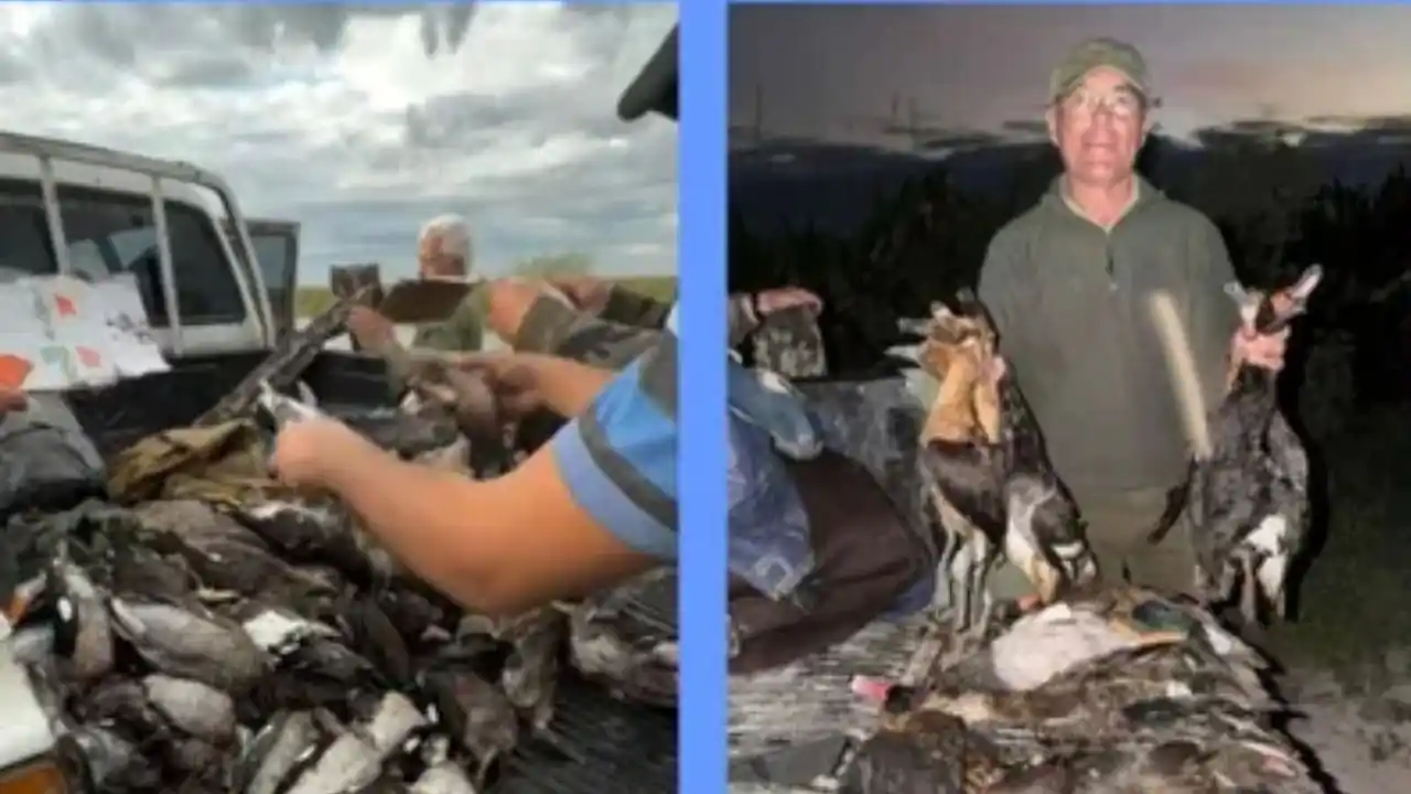 Denunciaron una masacre de fauna en el norte santafesino: cazaron más de 300 animales