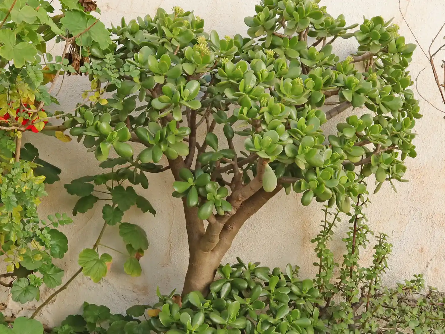 ¿Qué plantas debo colocar en la entrada de casa para atraer la abundancia, según el Feng Shui?