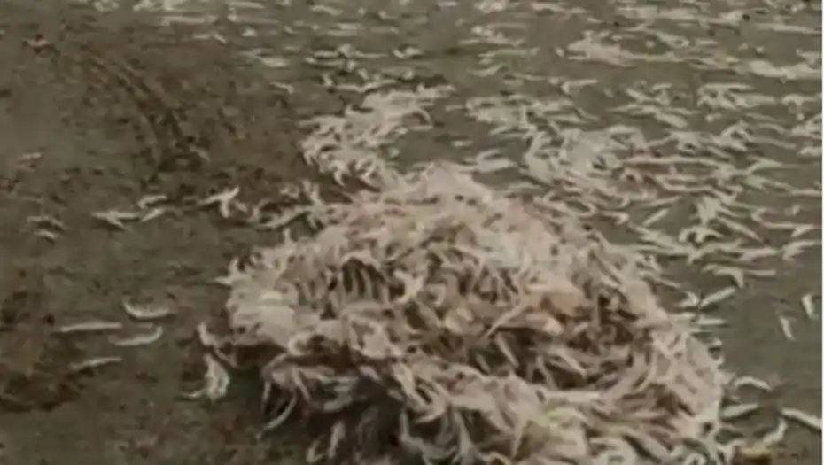 Tras la polémica por los carpinchos en Nordelta, ahora los peisos "invadieron" una famosa playa de Mar del Plata