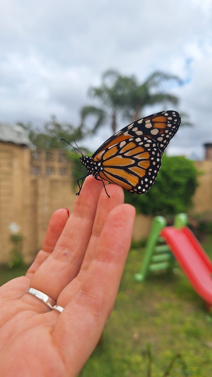 mariposas