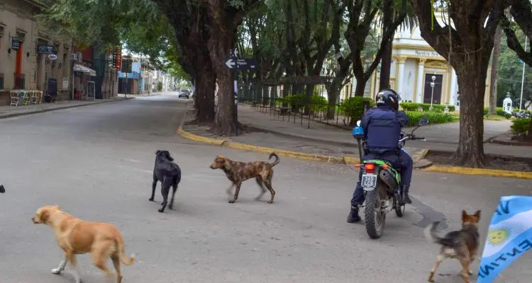 Un plan para castrar, esterilizar y registrar perros callejeros