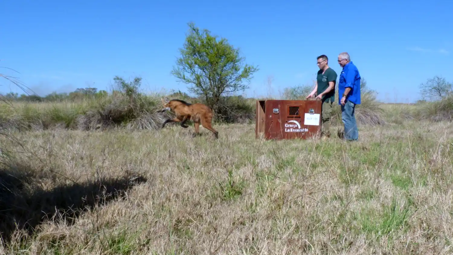 La provincia liberó un ejemplar de aguará guazú en el departamento San Cristóbal
