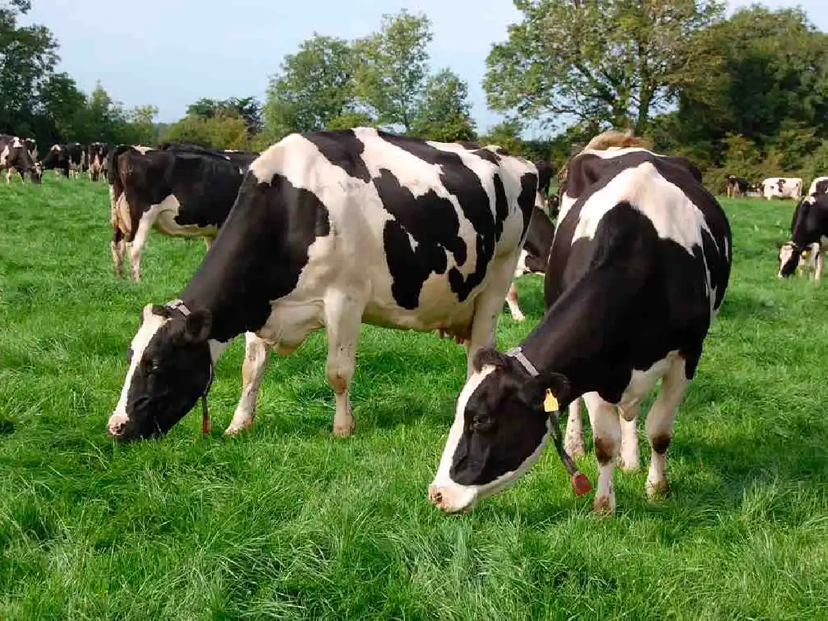 PastorInta: una app para el tambo con impronta sanfrancisqueña 