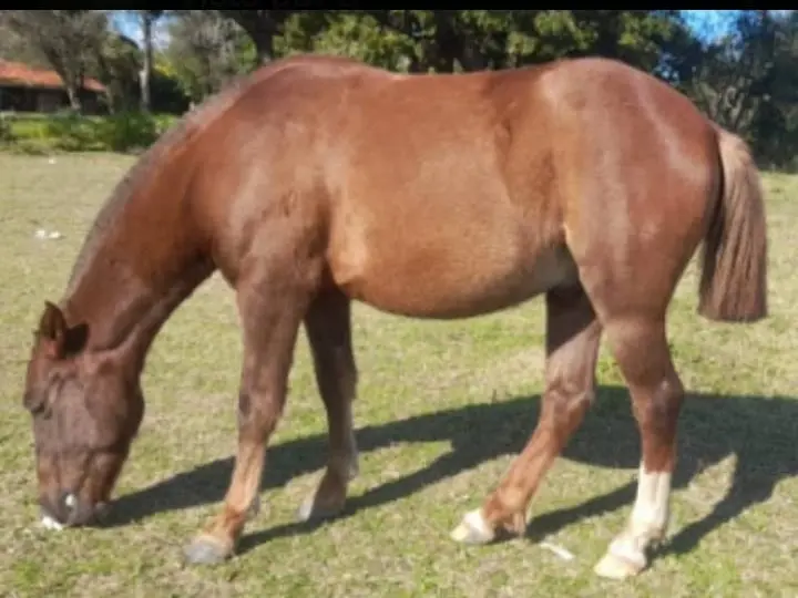 Buscan caballo robado