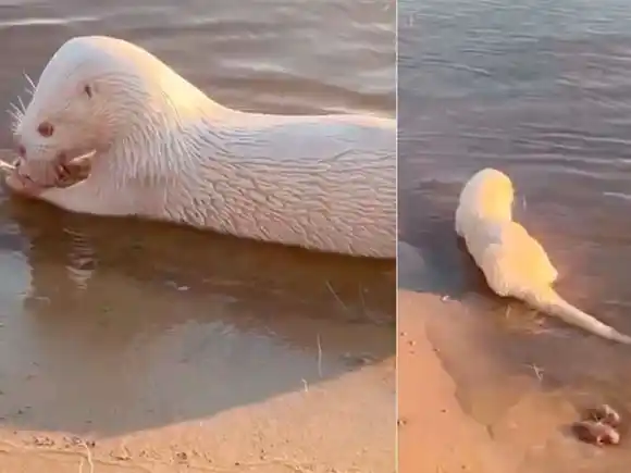 Apareció una lobito de río albino
