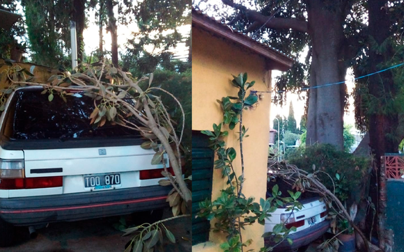 Árbol peligroso: “Reclamo y no me dan bola”