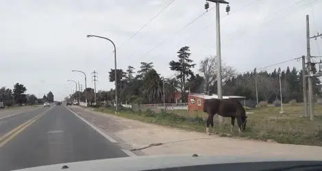 Caballos sueltos son un peligro