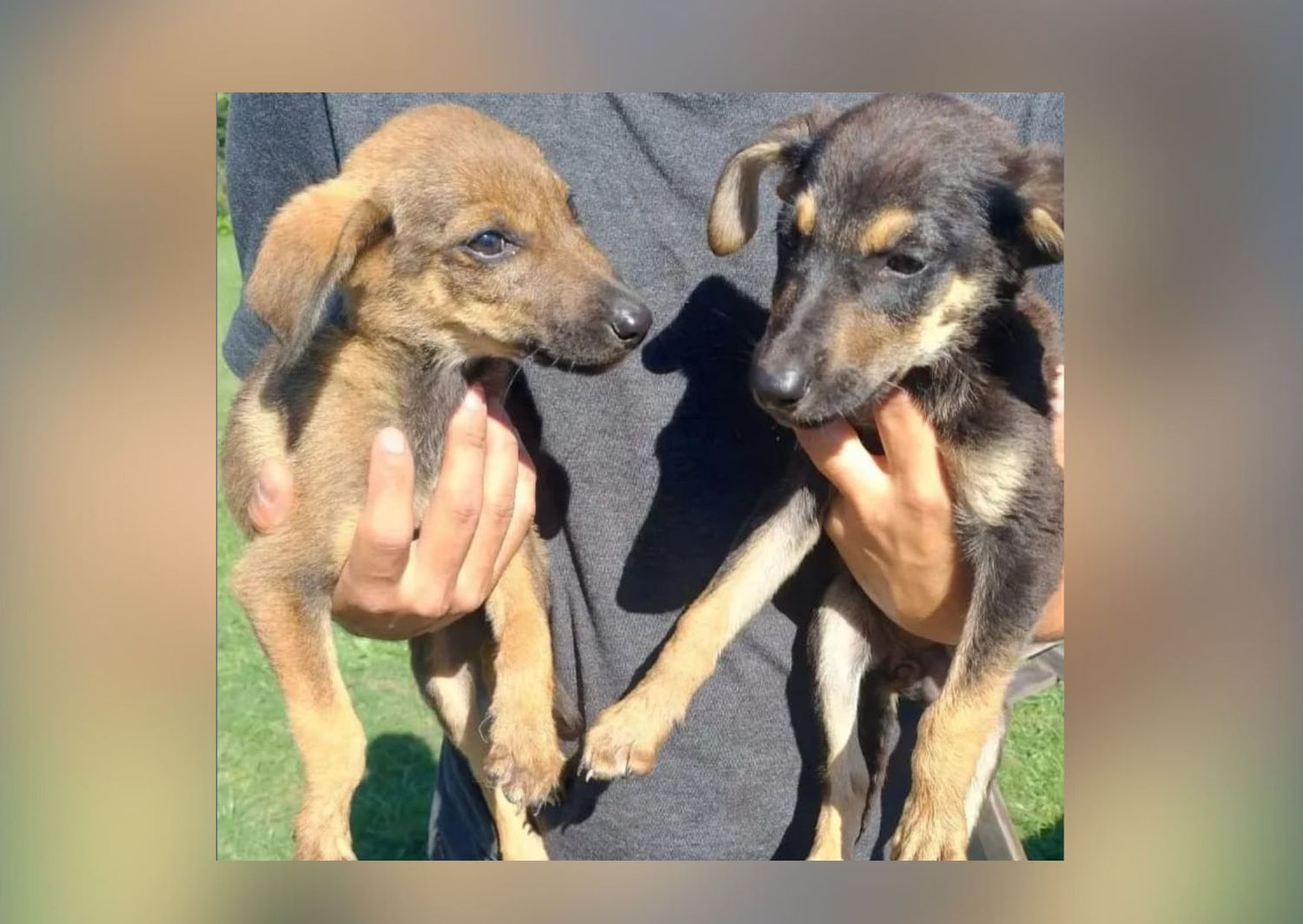 Mascotas: cachorras en adopción