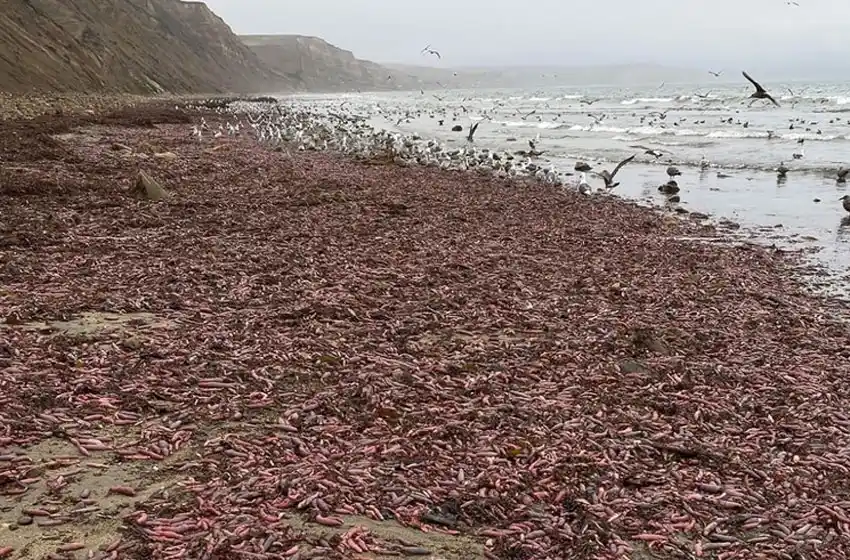 Miles de "Peces Pene" aparecieron en una playa de California