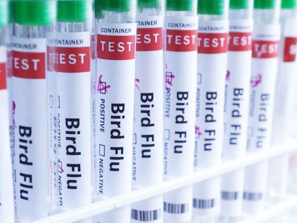 La Argentina refuerza controles por gripe aviar tras un brote en Brasil