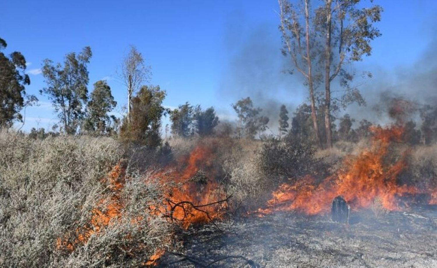 Mendoza: violaron la cuarentena, hicieron un asado y provocaron un incendio