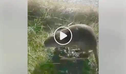 Video: Intendente de Roque Pérez mostró a una nutria "amiga" y pidió conciencia ambiental