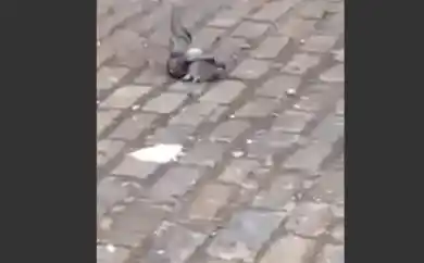 La pelea "a muerte" entre una rata y una paloma es furor en la web