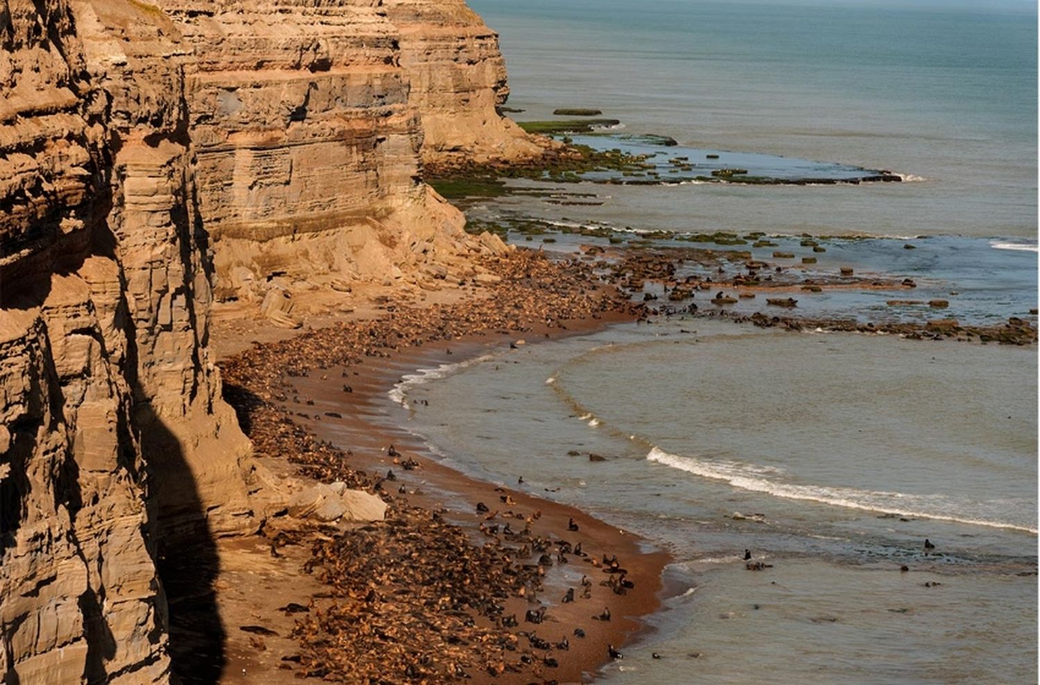 Realizan una apertura controlada de playas rionegrinas que fueron afectadas por la gripe aviar