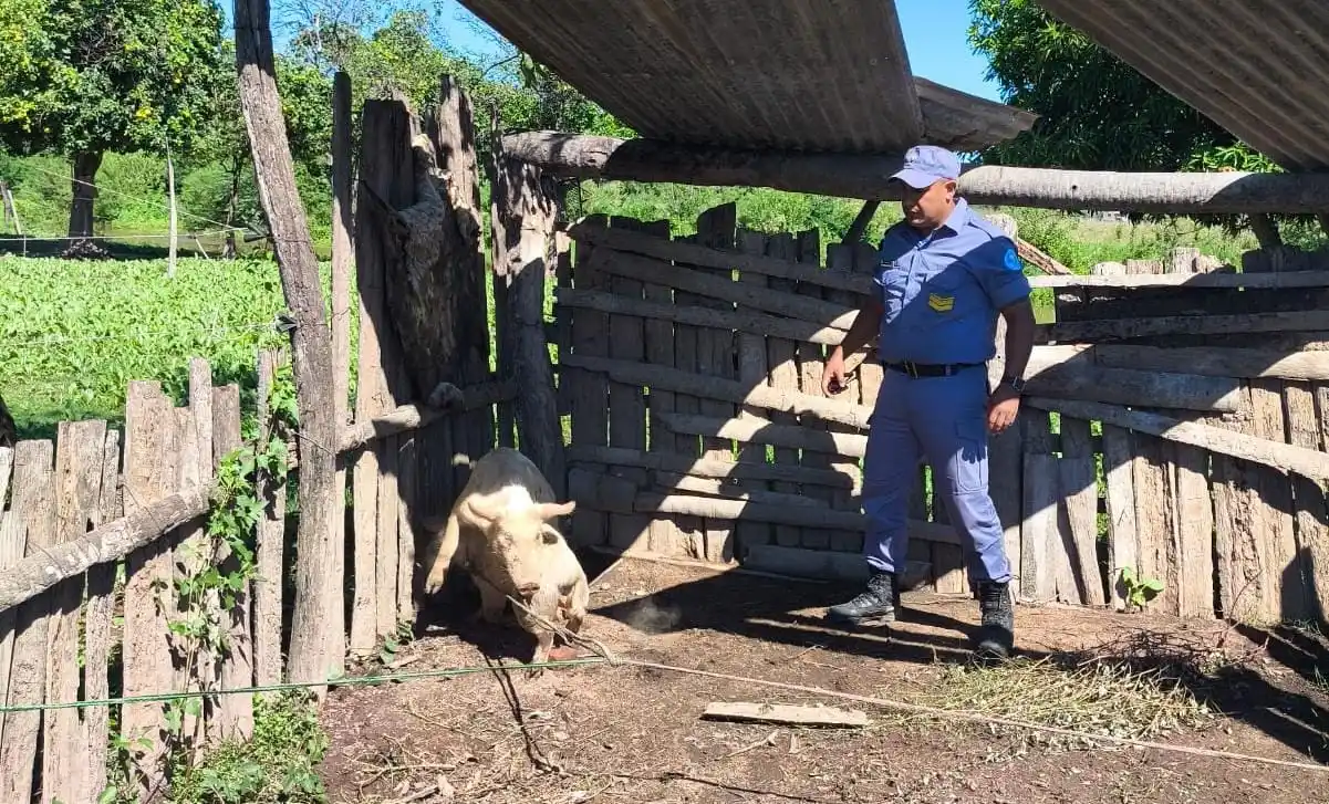 Una pareja detenida tras el robo de dos cerdos de una chacra