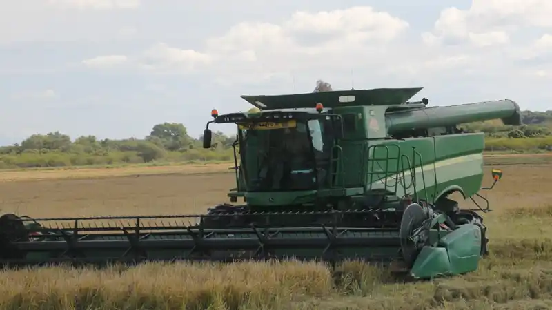 Entre Ríos: buenos rindes en la campaña arrocera, pero los números no cierran y crece la preocupación del sector