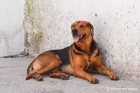 Se inicia la campaña gratuita de vacunación antirrábica para perros y gatos