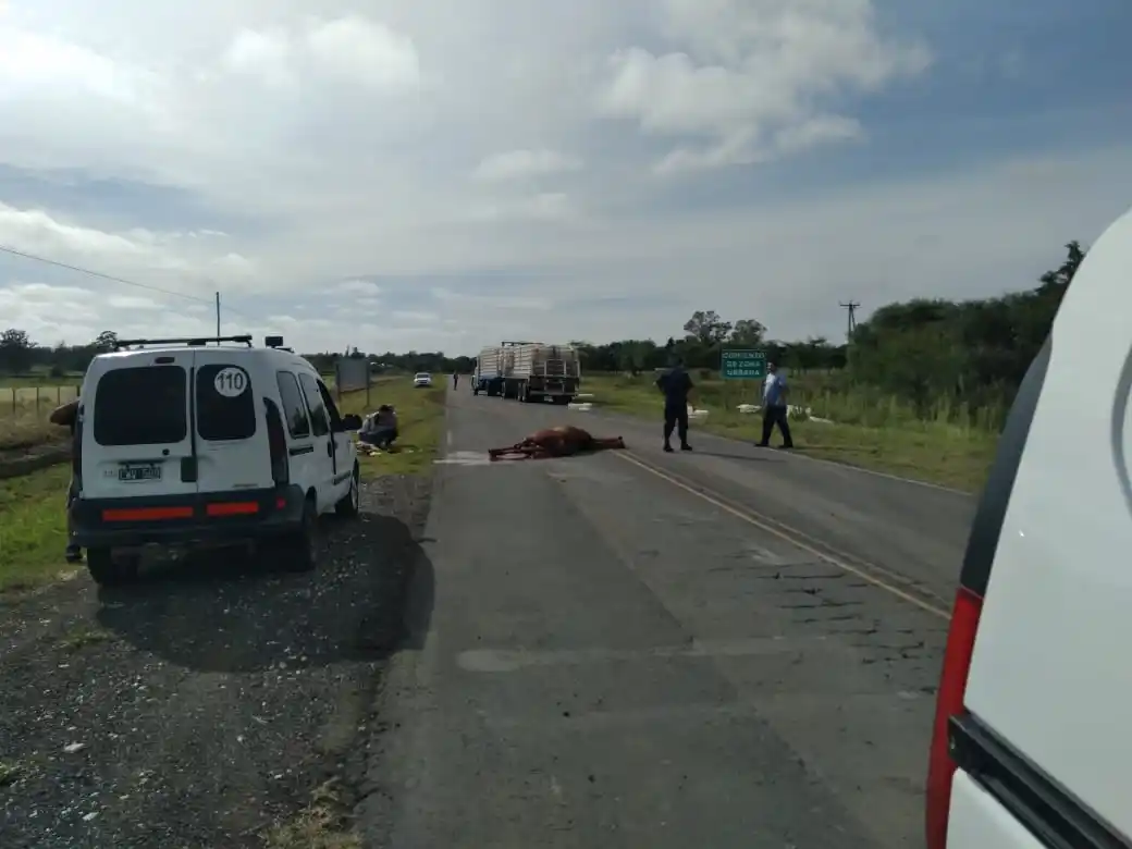 Camión embistió un caballo