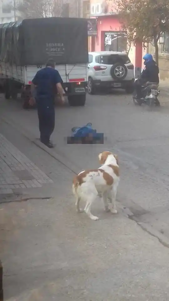 Por esquivar unos perros, murió atropellado