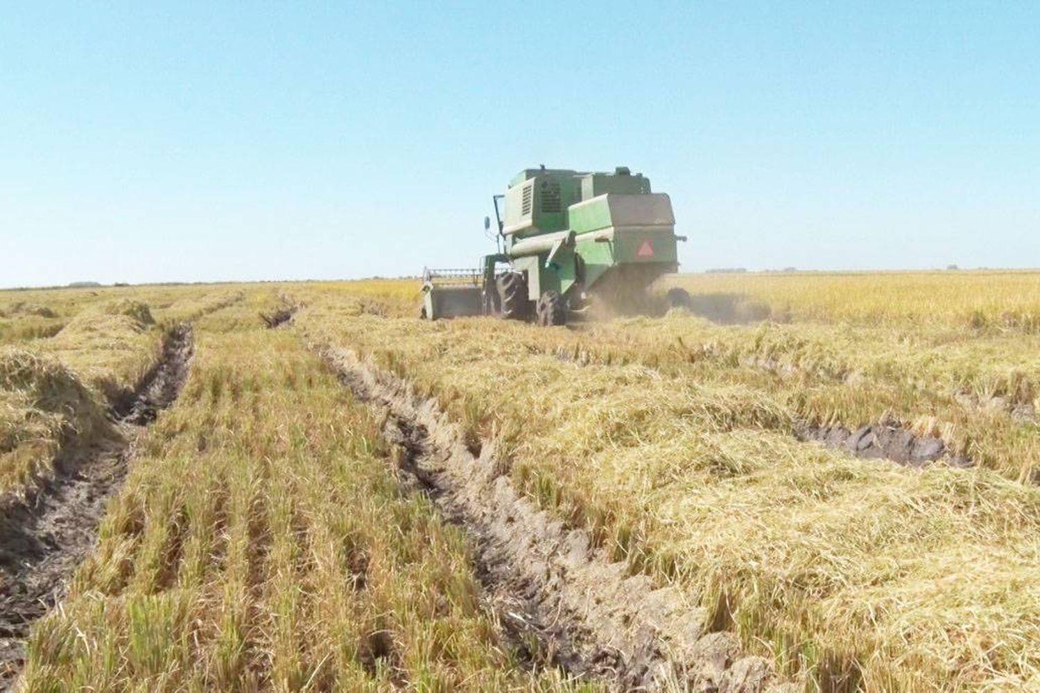 Corrientes aventajó a Entre Ríos en producción de arroz