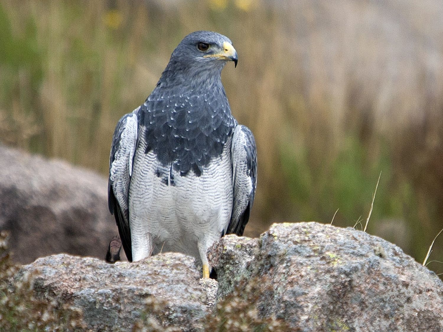 Encontraron un ejemplar de águila en 25 de Mayo y lo trajeron hasta Tandil para su liberación