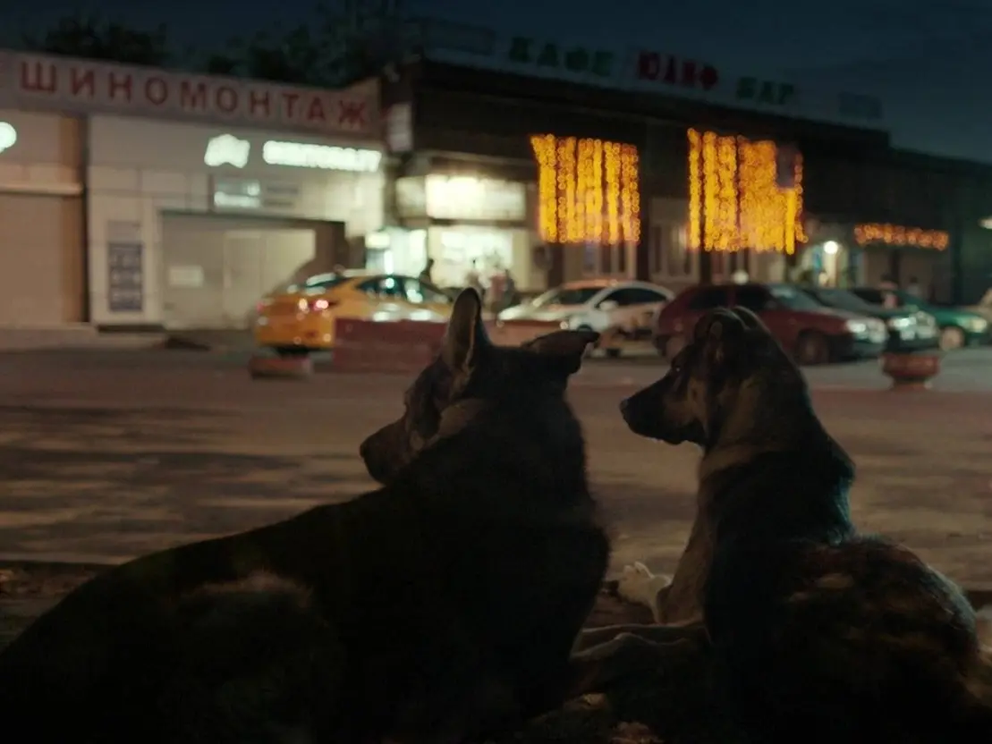Comenzará un nuevo ciclo del Cineclub sobre la relación entre perros y humanos