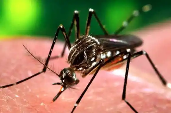 Comenzaron los operativos de prevención del dengue en Rosario: «Necesitamos el compromiso de las familias en los domicilios»