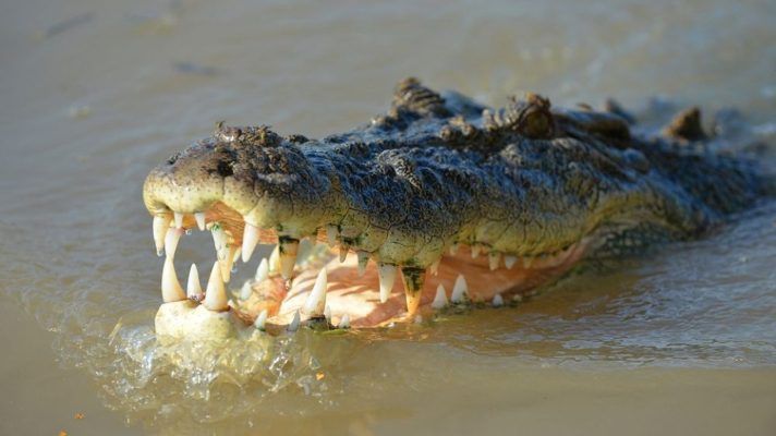 DELANTE DE SUS AMIGOS: cocodrilo se devora a niña de ocho años en un río en Indonesia