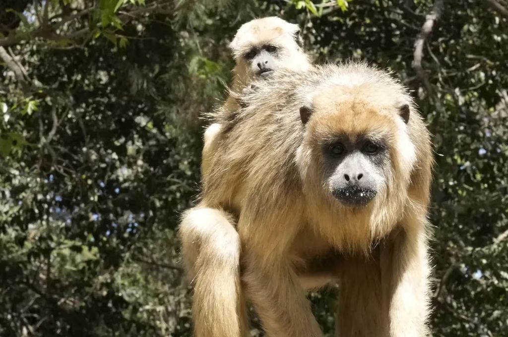 Monos