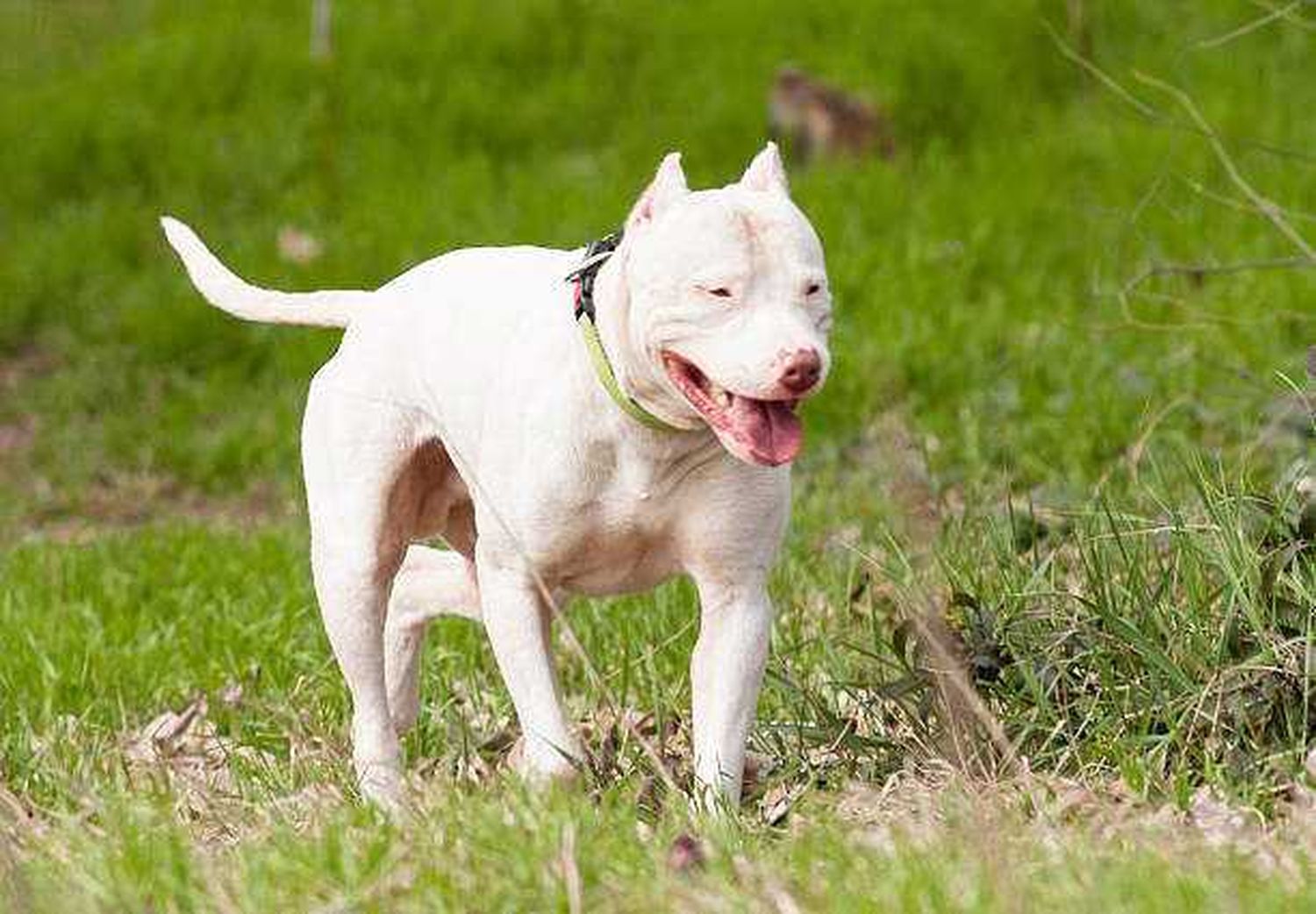 Un pitbull atacó al agresor de una
mujer cuando este pretendía escapar