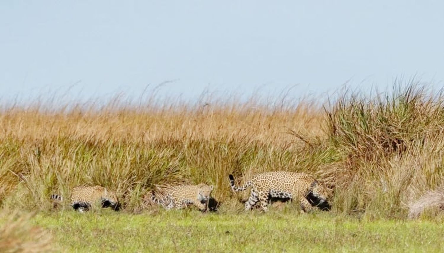 Los yaguaretés de Iberá, presentes en la nueva serie documental de Netflix