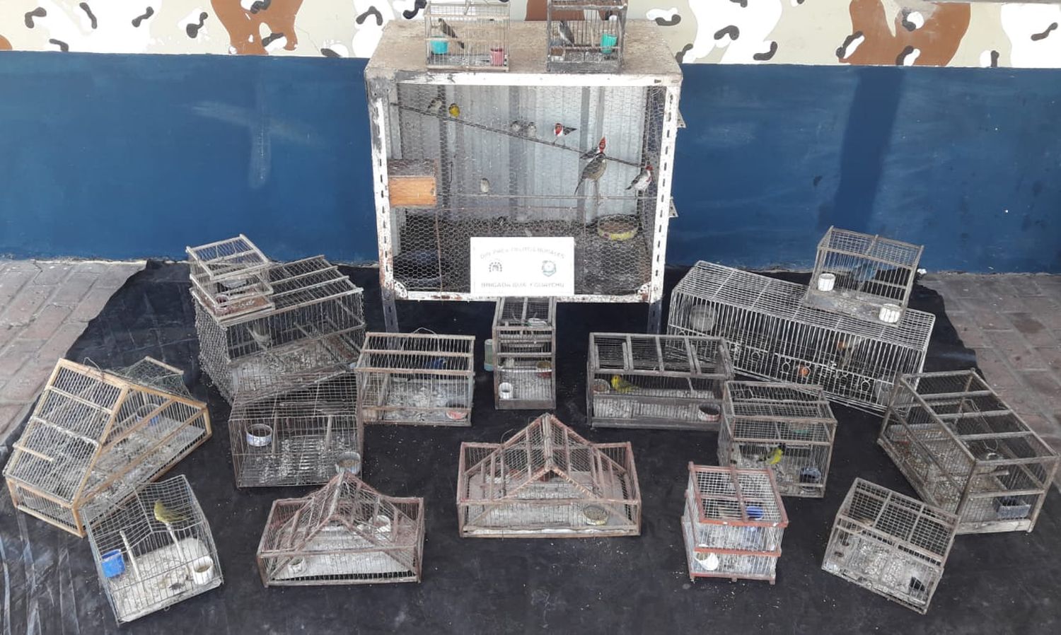 Secuestraron aves en cautiverio en Gualeguaychú y Pueblo General Belgrano