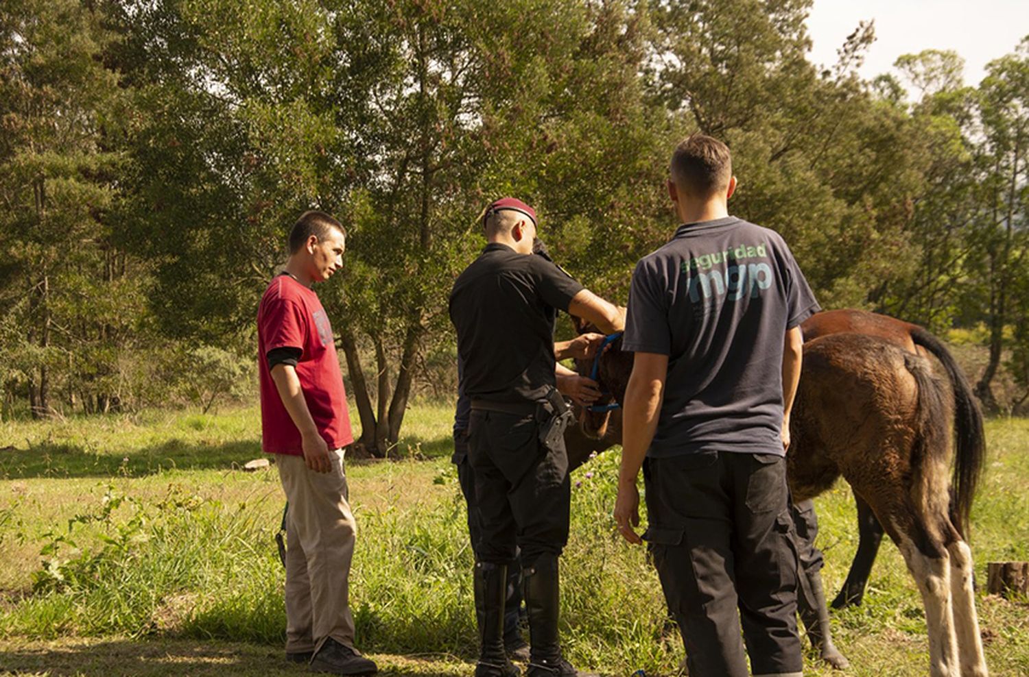 Pusieron a resguardo caballos que estaban sueltos en las calles de Mar del Plata